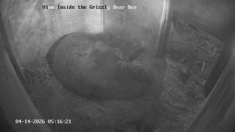 Webcam Grouse Mountain: Bear Den Cam