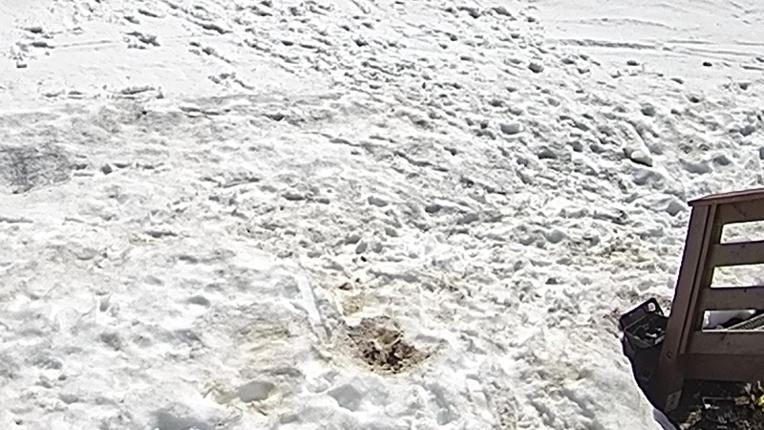 Webcam Sugar Bowl: Powder Cam