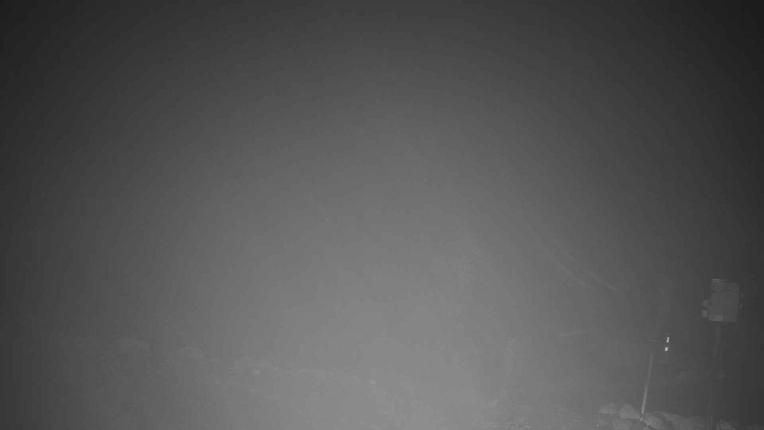 Webcam Turoa: Alpine meadown